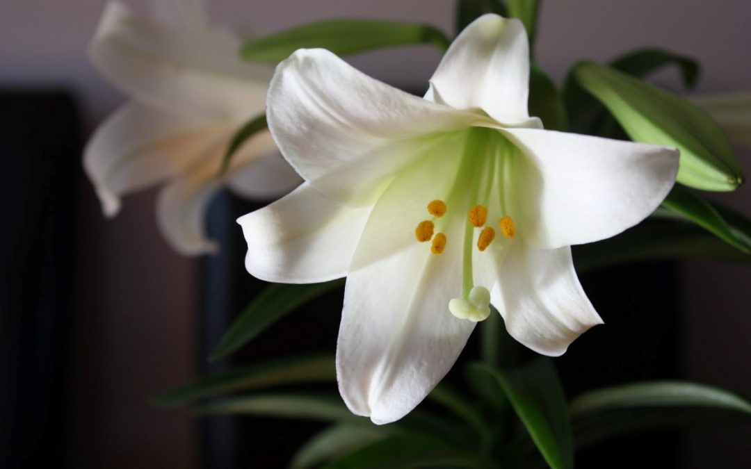 Easter Lily Orders