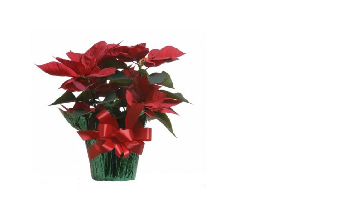 Poinsettia Orders