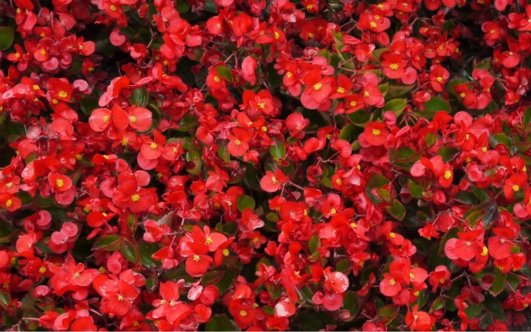 Red Flowers for Pentecost