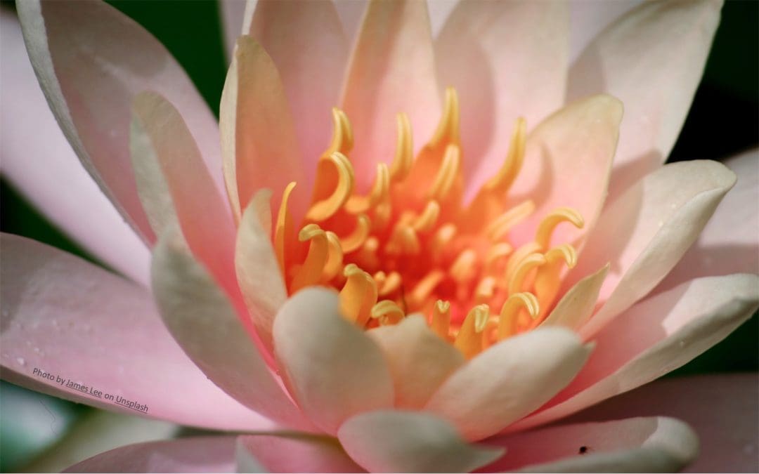 Altar Flowers – August 16