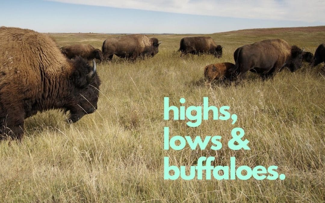 Highs, Lows, & Buffaloes