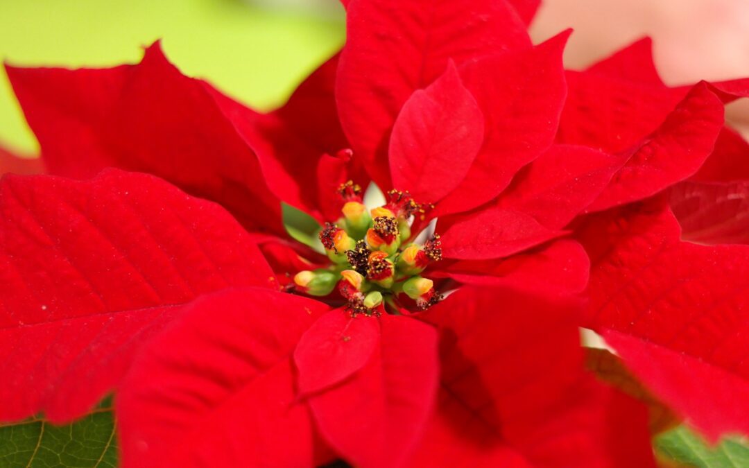 Poinsettias for Christmas