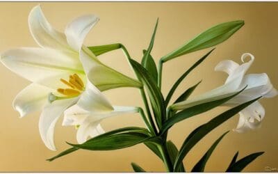 Easter Lilies