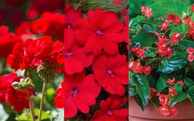 Donate for Red Flowers for Pentecost