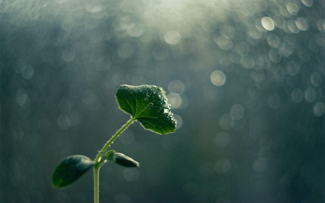 Re-Grounded Bible Study