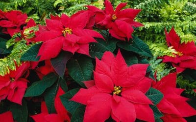 Poinsettias for Christmas